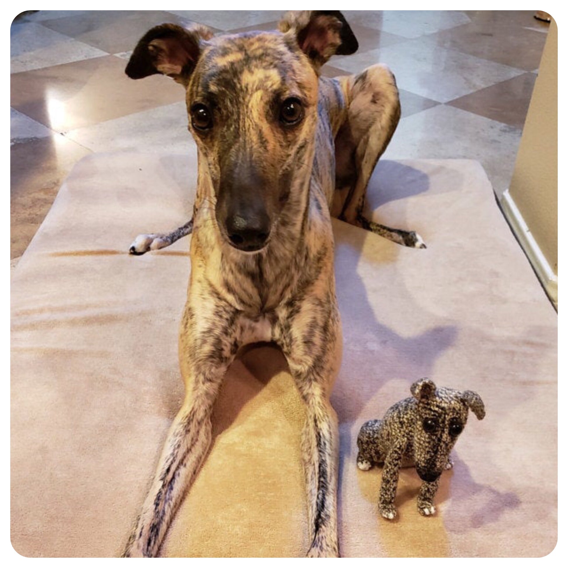 Vs Whippet Brindle Italian Greyhound Small Whippet Dog 2025
